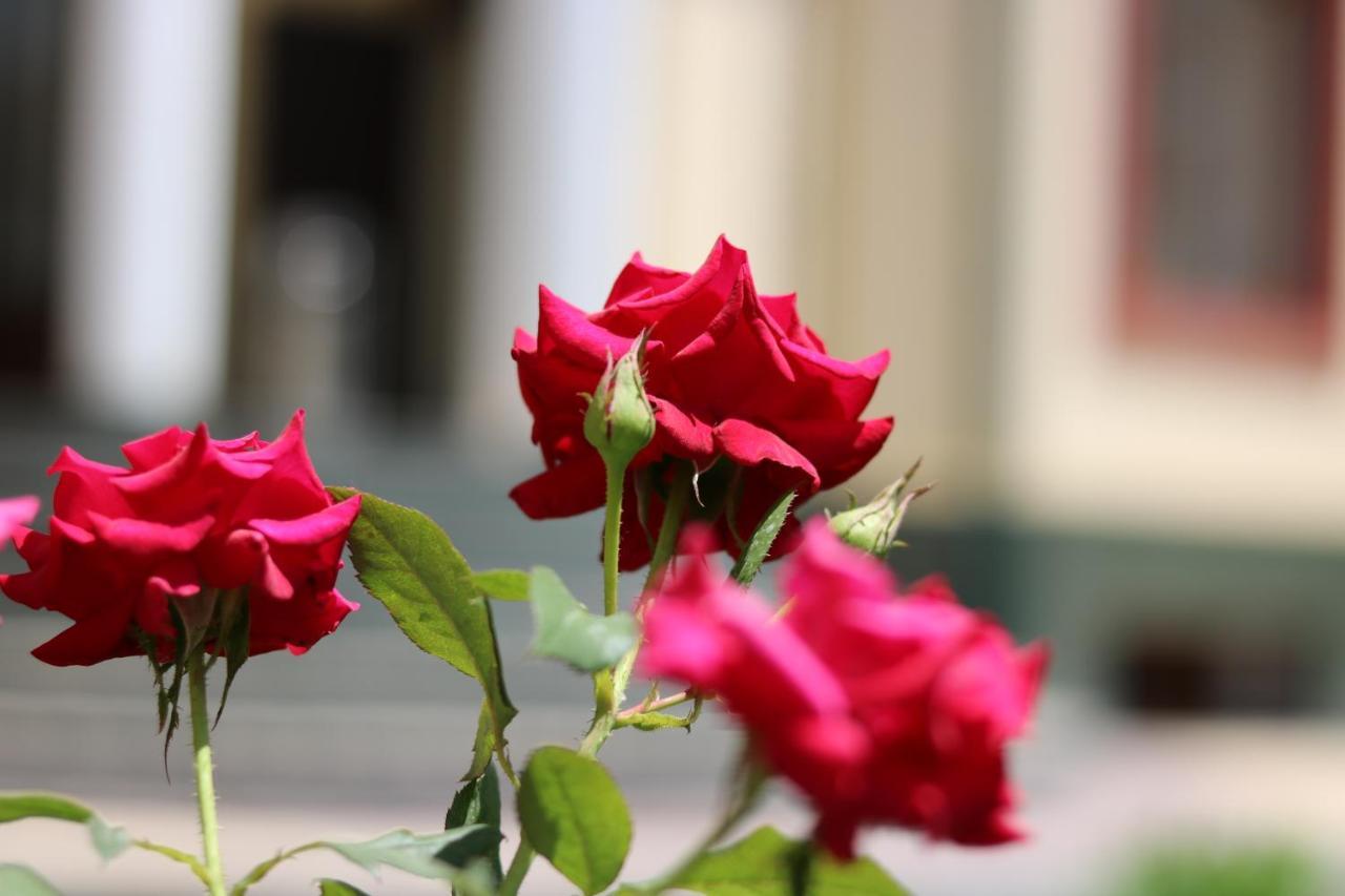 Chinor Garden Hotel - Free Airport Pick-Up And Drop-Off Tashkent Ngoại thất bức ảnh