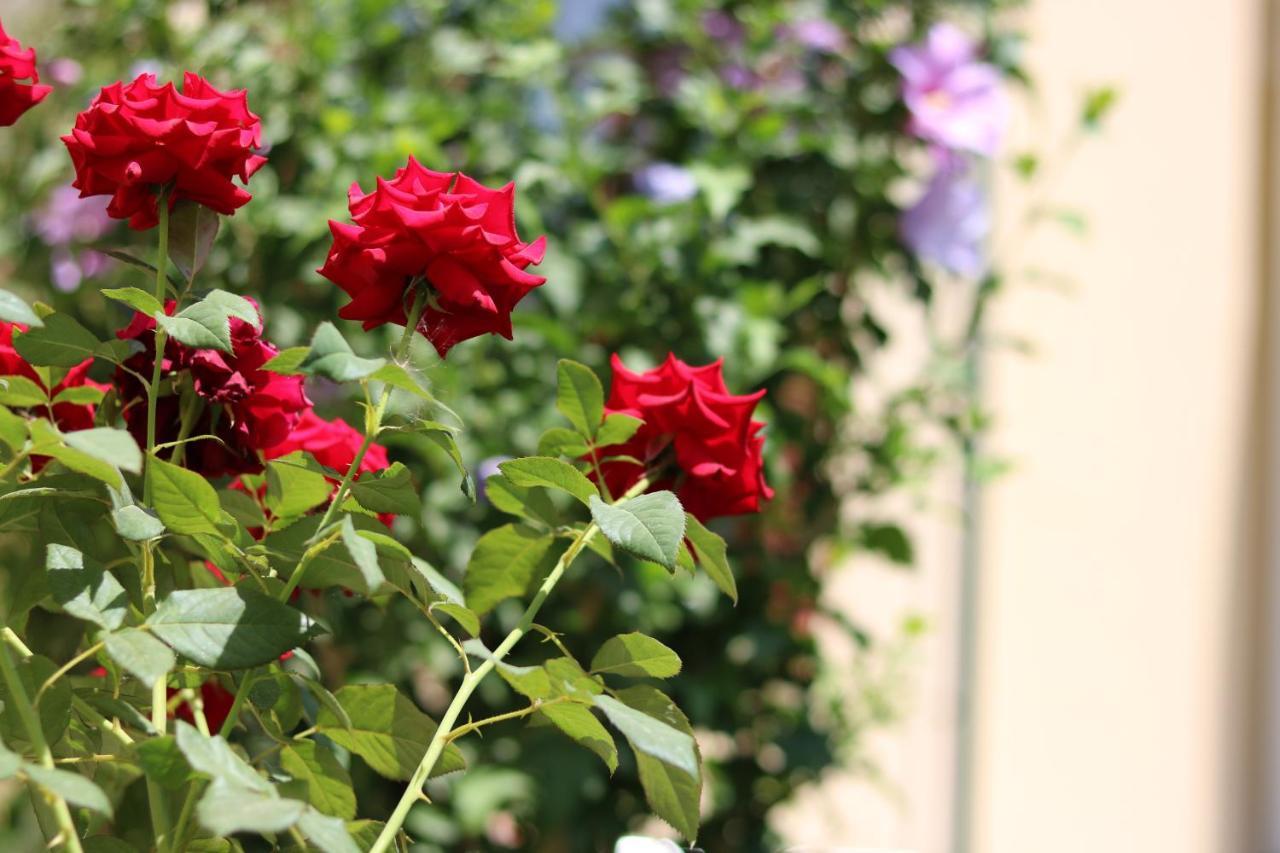 Chinor Garden Hotel - Free Airport Pick-Up And Drop-Off Tashkent Ngoại thất bức ảnh